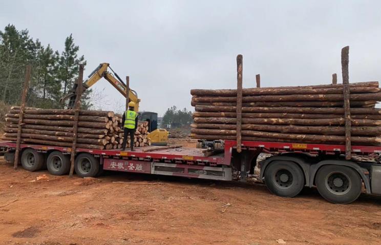 松木樁和杉木樁哪個更適合打木樁？兩者區(qū)別有哪些？