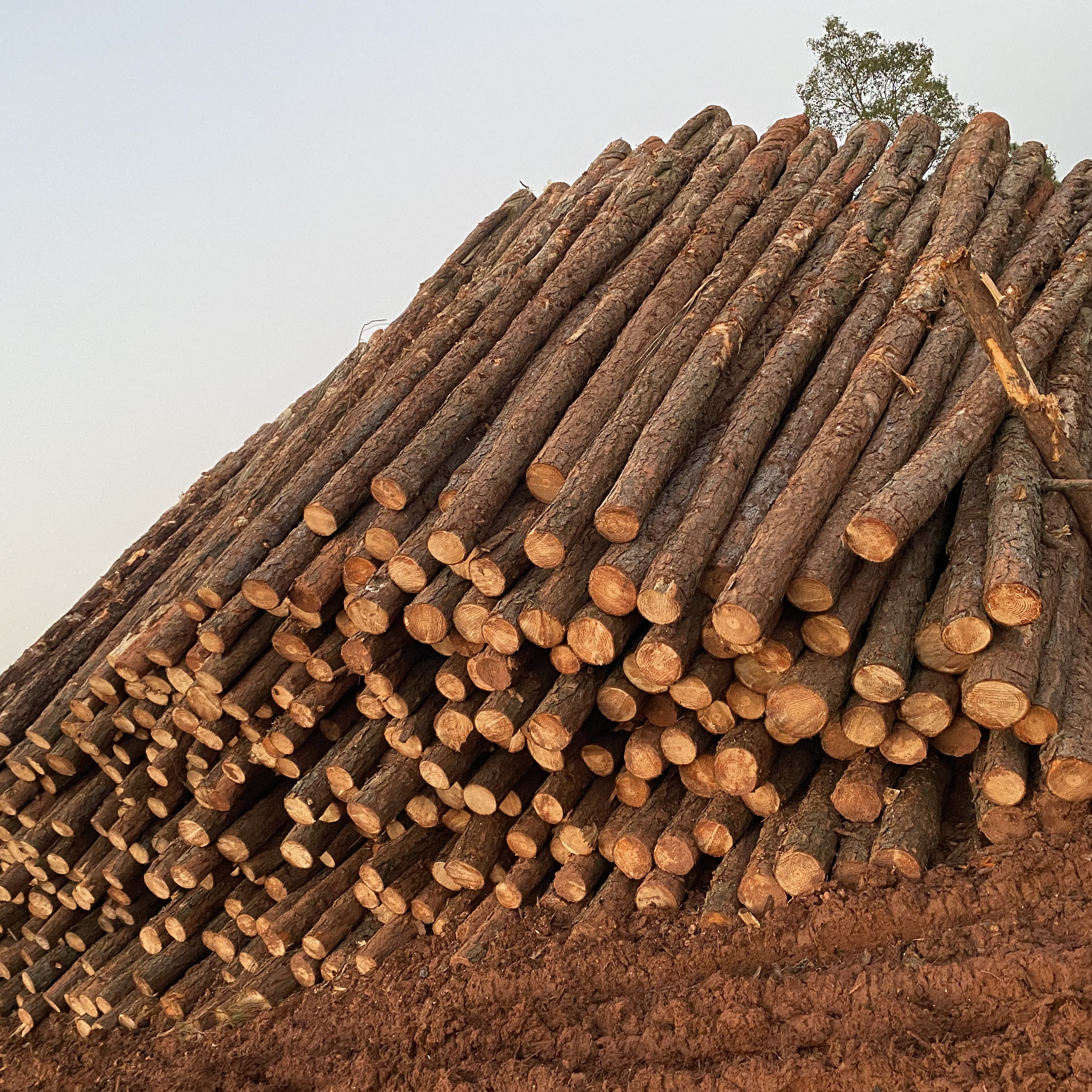 松木樁廠家泓樺錦嘉-松木樁施工后出現(xiàn)松動(dòng)怎么加固？